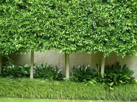 Pleached Ficus hillii/ remove 3' wide tile flr frm wall edge. Plant 30; ficus trees. Form privacy fence above stucco wall. I hv seen in Beverly Hills. Ficus Hedge, Hedge Trees, Ficus Microcarpa, Garden Hedges, Hedging Plants, Front Garden Design, Areas Verdes, Home Landscaping, Courtyard Garden