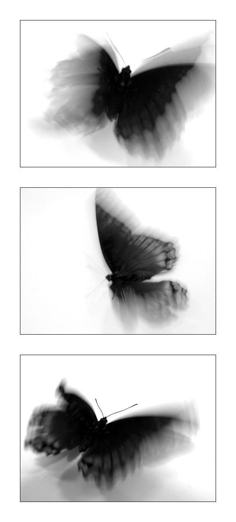 Wallper Dark, White Lockscreen Aesthetic, White Lockscreen, Butterfly Effect, Edgy Wallpaper, Art Wallpaper Iphone, Minimalist Wallpaper, Butterfly Wallpaper, White Aesthetic