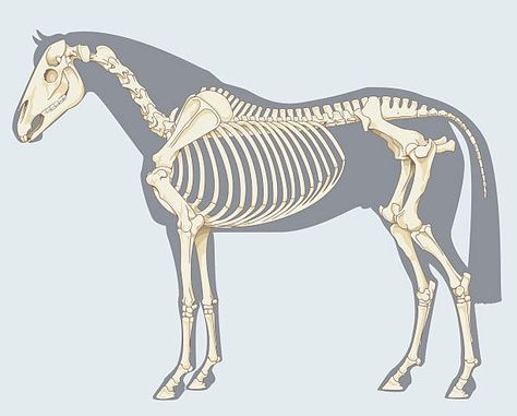 Anatomy Of Animals, Horse Skeleton Drawing, Horse Diagram, Cow Skeleton, Creature Anatomy, Skeleton Horse, Horse Skeleton, Dibujos Ideas, Horse Cartoon