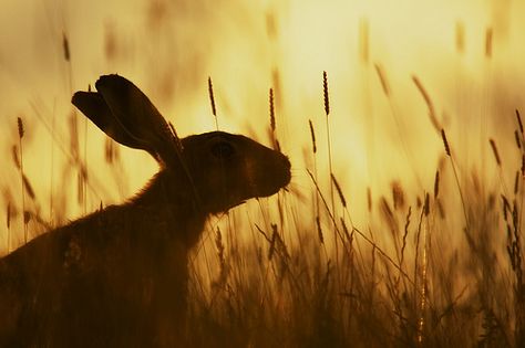 Hare Aesthetic, Rabbit Aesthetic, Rabbit Photos, Wild Rabbit, March Hare, British Wildlife, Bunny Art, Mystical Creatures, Woodland Creatures