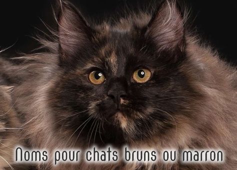 Noms de chats bruns ou marron pour femelles et mâles Tortoiseshell Cats, Brown Cats, Rotten Apple, Cat Brown, Tortoiseshell Cat, Cat Info, Tortoise Shell Cat, Siberian Cat, Brown Cat