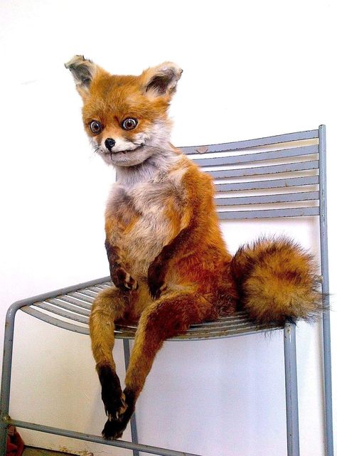 This stoned taxidermy fox sitting on the potty is so funny Bad Taxidermy Fox, Funny Taxidermy, Taxidermy Fox, Fox Memes, Bad Taxidermy, Fox Pictures, Stone Fox, Weird Animals, Taxidermy