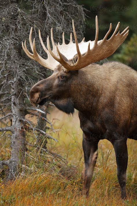 Bull Moose Download this high-resolution stock photo by Paul Tessier from Stocksy United. #moosehuntingpictures Moose Pics, Moose Animal, Moose Painting, Moose Pictures, Moose Hunting, North American Animals, Moose Deer, Wild Animals Photography, Hunting Pictures