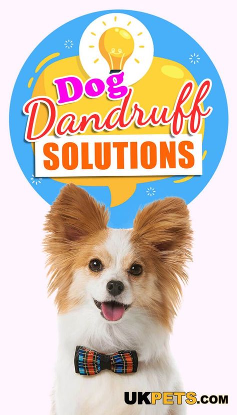 Though it looks the same, dog dandruff and human dandruff are different. The little white flakes you see are usually dead skin cells. #dogcare #dandruff #dogskinsolutions Dandruff Home Remedies, Dog Dandruff, Dog Health Tips, Cute Puppy Pictures, All Animals, Puppy Lover, Dog Care Tips, Dogs Tee, Dog Blog