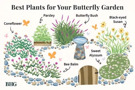 Attract Pollinators to Your Yard with This Butterfly Garden Plan Butterfly Container Garden, Front Yard Pollinator Garden, Perennial Pollinator Garden, Lavender Flowerbed, Butterfly Garden Design Layout, Pollinator Garden Layout, Bird And Butterfly Garden, Backyard Wildflower Garden, Pollinators Garden