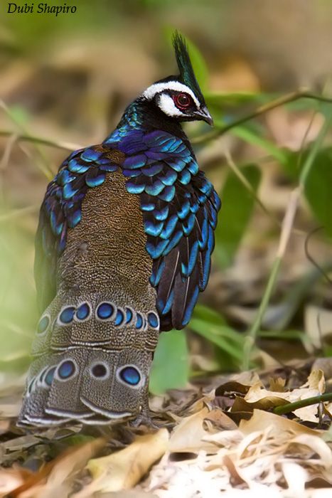 Palawan Peacock-pheasant Breathtaking Places, Game Birds, Places In The World, Palawan, All Birds, Most Beautiful Cities, Beautiful Places In The World, Colorful Birds, Bird Photography