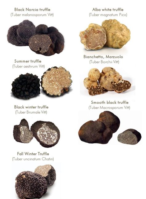 Growing Truffles, Truffle Mac And Cheese, Growing Mushrooms At Home, Truffle Pasta, Truffle Mushroom, Summer Truffle, Cookie Dough Truffles, Truffle Butter, Edible Mushrooms