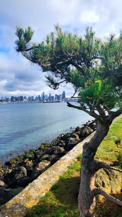 Walk this route along Elliott Bay to see everything from resting Seal pups to whales, kayaking, ferry boats and a beautiful view of Seattle Seal Pup, Ferry Boat, Beautiful View, Whales, Beautiful Views, Kayaking, Boats, Seattle, Kayaks