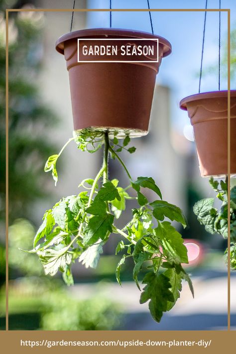 Easy Upside-Down Planter You Can Make at Home I know you’ve been wanting to have your own upside-down planter at home. Well, you can have one now! I’m about to give you a comprehensive guide to making your own upside-down planter. #topsyturvy Upside Down Gardening, Upside Down Tomato Planter, Planter Hanger, 3d Portfolio, Tomato Planter, Weaving Diy, Container Herb Garden, Vegetable Stand, Vegetable Planters