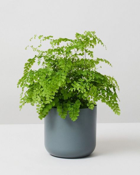 Indoor Plant Stands, I'm Worth It, Planting Plants, Maidenhair Fern, Plant Games, Paper Pot, Small Leaves, Chinese Money Plant, Home Garden Plants