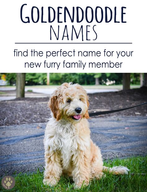 Goldendoodle Names, English Goldendoodle, Doodle Name, Boy Dog Names, Puppy Development, Golden Doodle Dog, Cute Names For Dogs, Puppy 101, Goldendoodle Puppies