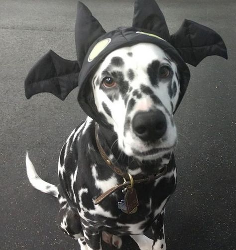 14 Dalmatian Costumes for Halloween | Page 2 of 3 | PetPress Dalmatian Dog Costume, Dalmatian Halloween, Choose An Outfit, Dog Fancy Dress, Dalmatian Costume, Waiting For Halloween, Up Pumpkin, Baby Boy Halloween, Dream Pet