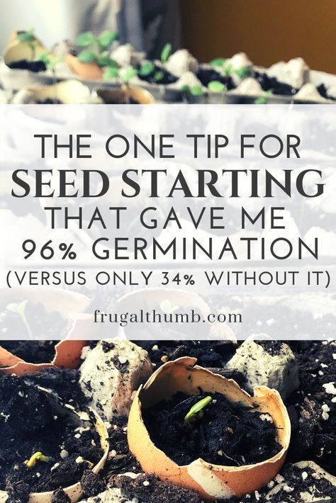 Start Seeds Indoors, Seed Starting Soil, Starting Seeds, Starting Seeds Indoors, Seed Starter, Seed Germination, Veg Garden, Home Vegetable Garden, Greenhouse Gardening