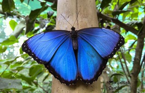 A perfect specimen of a Blue Morph butterfly (Morpho helenor marinita). Morph Butterfly, Butterfly Morpho, Central American, West Indies, South America, Moth, Insects, Animals, Blue