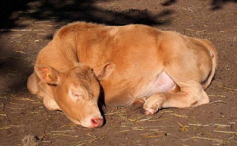 Sleeping Calf Basking In Sun. Young calf sleeping in the sun in barnyard at Edmo , #AD, #Sun, #Young, #calf, #Sleeping, #Calf #ad Calf Lying Down, Calf Laying Down, Cow Laying Down, Calf Reference, Calf Illustration, Cow Sleeping, Lyric Book, Sleeping Animals, Barn Animals