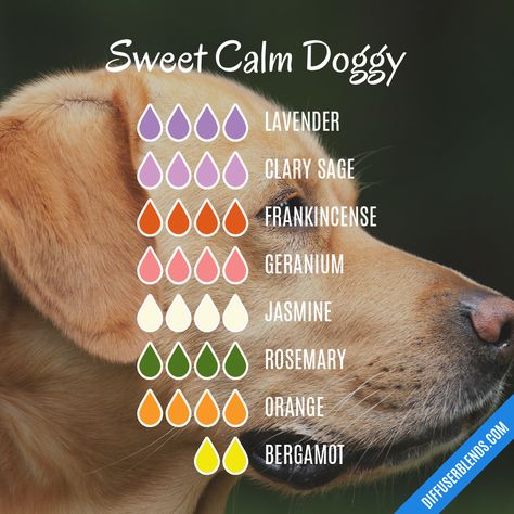 Dog Friendly Essential Oil Diffuser Blends, Dog Friendly Diffuser Blends, Essential Oil Blends Roller, Eo Blends, Essential Oils Dogs, Fragrance Blends, Calming Essential Oils, Essential Oil Diffuser Blends Recipes, Essential Oils Herbs