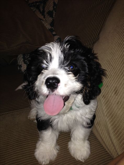 Black and White Cavapoo puppy Cavapoo Black And White, Black And White Cavapoo, White Cavapoo, Cavapoo Puppy, Cavapoo Puppies, Animal Sanctuary, Tri Color, Puppy Love, Pet Dogs