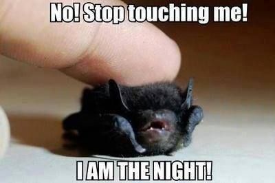 Animal Captions, Halloween Memes, Baby Bats, Funny Animal Pictures, Animal Memes, Cuteness Overload, Bones Funny, Funny Cute, Animal Pictures