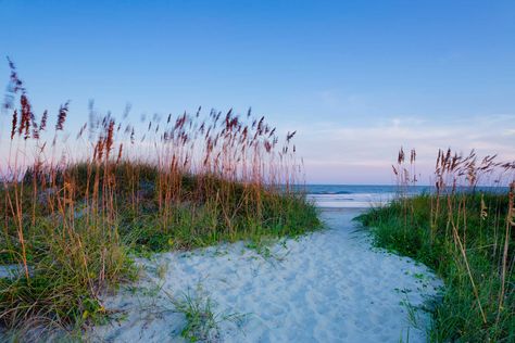 9 Best Beaches in South Carolina Isle Of Palms South Carolina, Charleston Beaches, South Carolina Travel, Fall Beach, Sullivans Island, Little Buddha, Fall Vacations, Beach Towns, South Carolina Beaches