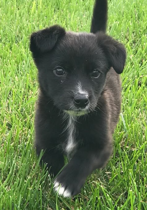 Small Black Dog, Puppies For Adoption, Cute Dogs Images, Puppy Images, Therapy Animals, Terrier Mix Dogs, Adorable Puppies, Rare Animals, Pretty Animals