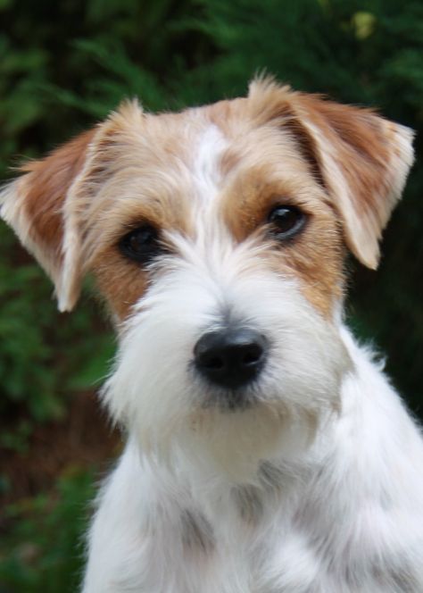 Rough-haired Jack Russell Terrier .... Rough Coat Jack Russell Terrier, Jack Russell Terrier Puppies, Parson Russell Terrier, Jack Russell Dogs, Jack Russells, Fox Terriers, Jack Russel, Terrier Puppies, Bull Terrier Dog