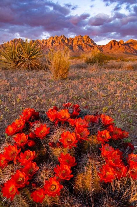 New Mexico Flowers, Mexico Flowers, Targaryen House, Mexico Nature, Mexico Landscape, Desert Beauty, Blooming Cactus, Desert Landscapes, Desert Photography