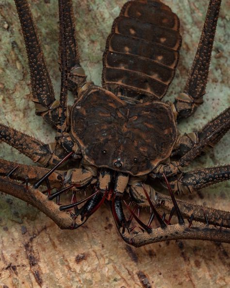 Tailless Whip Scorpion, Whip Scorpion, The Itsy Bitsy Spider, Peruvian Amazon, Fish Rocks, A Bugs Life, Strange Animals, Bugs Life, Itsy Bitsy Spider