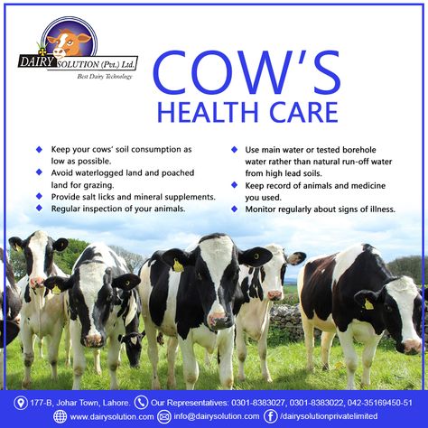 Healthy and happy cows lead to a successful dairy farm. Here are some health care tips for cows.  #healthycows #dairyfarm #dairyfarmer #farmer #cowhealthcaretips #dairysolution Cow Care Tips, Hf Cow, Learn Stock Market, Shrimp Farming, Dairy Farming, Health Care Tips, Cow Milk, Happy Cow, Cattle Farming