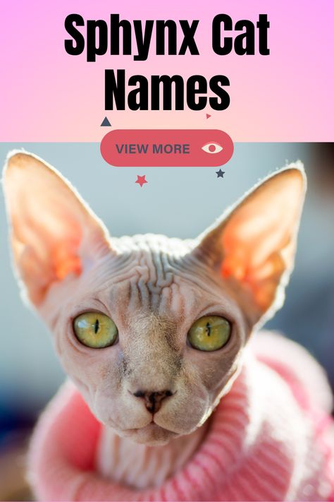 Make your Sphynx cat's name as adorable as they are! Explore these cute and catchy names that are sure to charm anyone. 🧡 Norse Mythology Names, Egyptian Names, Cat Fun, Ancient Queen, Catchy Names, Egyptian Inspired, Cat Whiskers, Egyptian Goddess, Pop Culture References