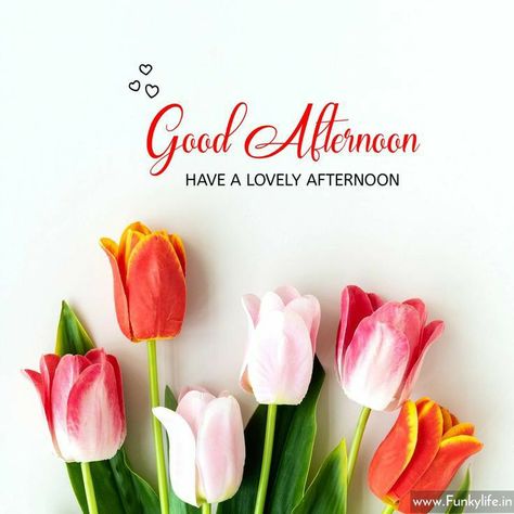 Good Afternoon Images Hd, Afternoon Messages, Good Afternoon Images, Good Evening Love, Afternoon Images, Happy Birthday Wishes Messages, Evening Pictures, Good Afternoon Quotes, Afternoon Quotes