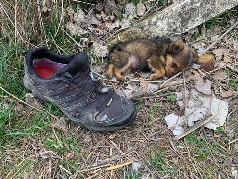 Man Finds Tiny Puppy Living In Shoe And Gives Him Beautiful New Life. – InspireMore Lode A Dio, Tiny Puppy, Take Shelter, Tiny Puppies, Animal Print Wallpaper, Puppy Names, Old Shoes, Save Animals, Tiny Dogs