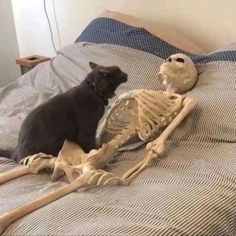 Cat with skeleton Söt Katt, Goth Makeup, Silly Animals, Funny Cat Pictures, Funny Cute Cats, Cute Kittens, Silly Cats, Pretty Cats