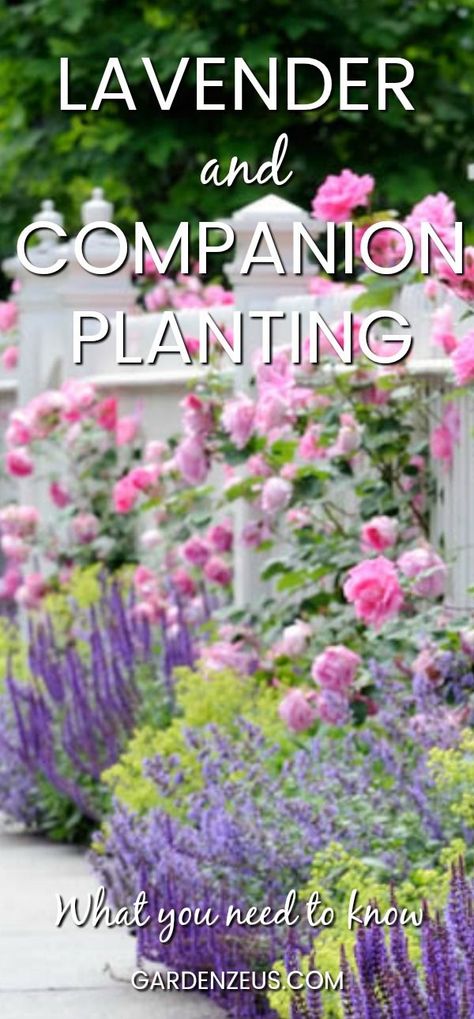 Lavender and companion planting #lavender #companionplanting #roses #herbs Lavender Companion Plants, Planting Lavender, Companion Planting Chart, Companion Planting Vegetables, Companion Gardening, Garden Companion Planting, Growing Tomatoes In Containers, Growing Lavender, French Country Garden