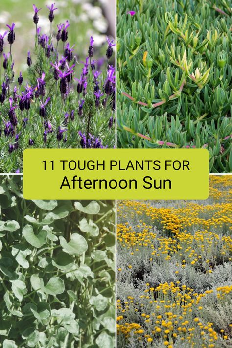 Do you have areas in your garden that expose plants to tough afternoon sun? These 11 hardy plant options thrive under intense sunlight, including varieties like French Lavender and Curry Plant. They not only withstand heat but also add beauty to your outdoor spaces. If you're looking to enhance your garden's look while ensuring your plants flourish, check out the full article for more tips and specific varieties to suit Australian gardens. Small Garden Australia, Low Maintenance Garden Uk, Australian Front Garden Ideas, Full Sun Plants Australia, Plants For Afternoon Sun, Afternoon Sun Plants, Garden Ideas Australia, Drought Tolerant Landscape Front Yard, Curry Plant