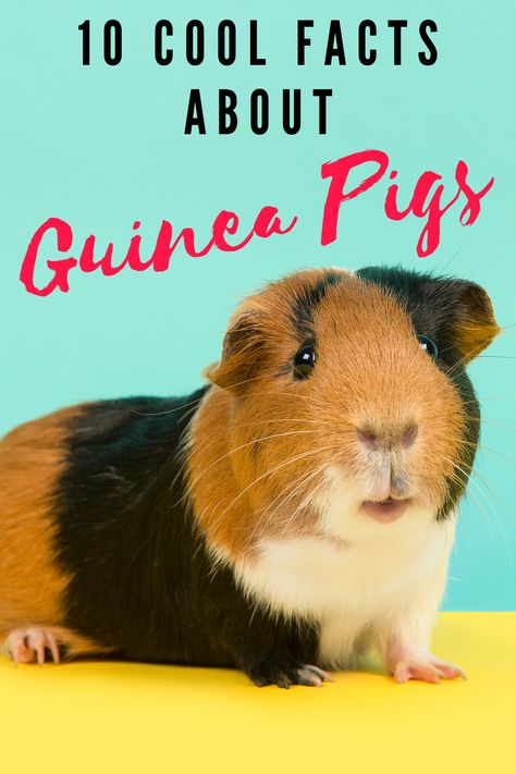 Want to learn more about these super cute and popular pets? Here are 10 cool facts about guinea pigs you will love and want to share. How To Take Care Of Guinea Pigs, Guinea Pig Care Chart, Guinea Pig Habitat, Guinea Pig Videos, Guinea Pig Information, Guinea Pig Breeds, Guinea Pig Run, Pig Habitat, Pin Inspiration