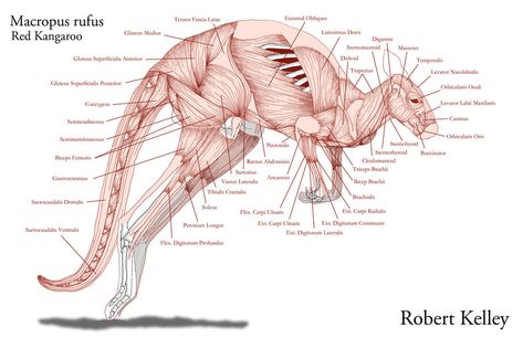 Vet Medicine, Man Anatomy, Animal Skeletons, Science Illustration, Anatomy Tutorial, Human Anatomy Drawing, Animal Anatomy, Animal Study, Anatomy Poses