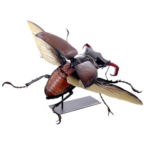 Beetle Flying, Flying Beetle, Museum Model, Rhino Beetle, Fly Drawing, Beetle Art, Beetle For Sale, Japanese Beetles, Beetle Insect