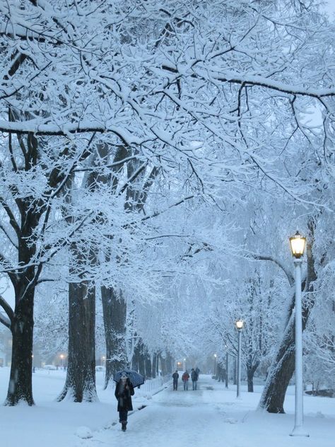 Beautiful March snow at the University of Wisconsin this looks so pretty. I miss the snow Wisconsin Winter, Eau Claire Wisconsin, Uw Madison, Cheese Curds, Outdoor Stuff, Madison Wisconsin, Drop Box, Wisconsin Badgers, University Of Wisconsin