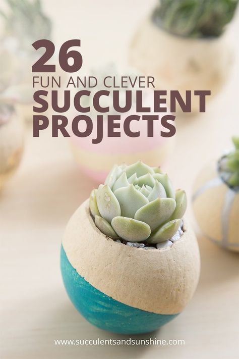 Aesthetic Crazy, Succulent Projects, Succulent Rock Garden, Succulent Pumpkin, How To Water Succulents, Succulent Cuttings, Succulent Centerpieces, Free Aesthetic, Succulent Wreath