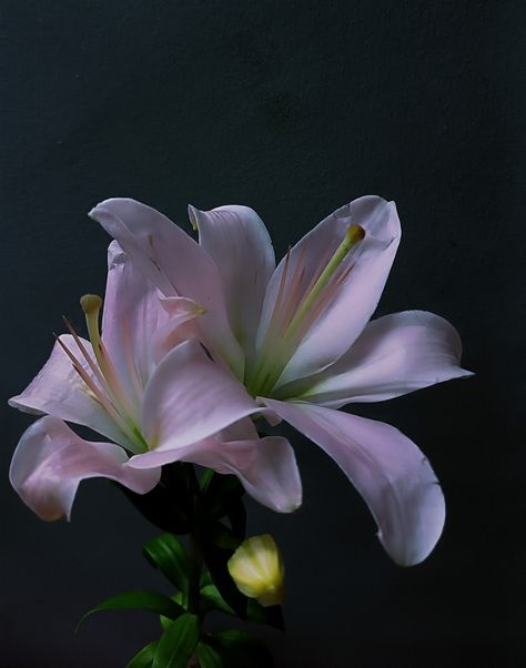 Night Lily Flower, Moon Lily, The Moon And The Stars, Night Flowers, Flower Therapy, Good Night Sweet Dreams, Lily Flower, Wisteria, Pretty Flowers