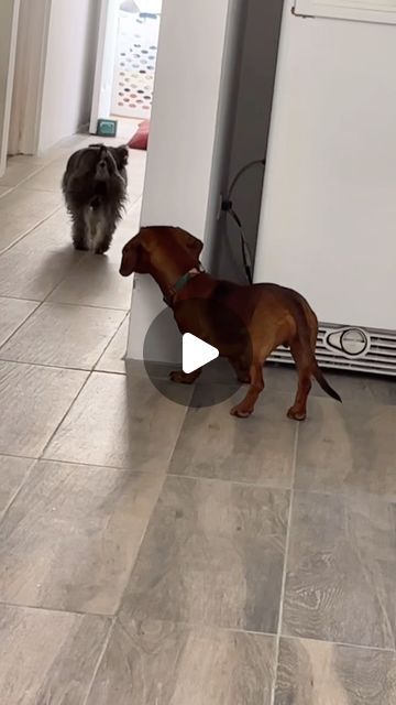 Pubity on Instagram: "He timed the little peak perfectly 🤣  (Viralhog)  - #dog #dogsofinstagram #hideandseek #dogoftheday #dogs #pubity" Funny Animal Videos Dogs, Animal Videos Cutest, Happy Dog Videos, Dog Videos Cutest, Cute Dogs Videos, Happy Dogs Funny, Funny Dachshund Pictures, Weiner Dog Puppies, Weiner Dog Humor