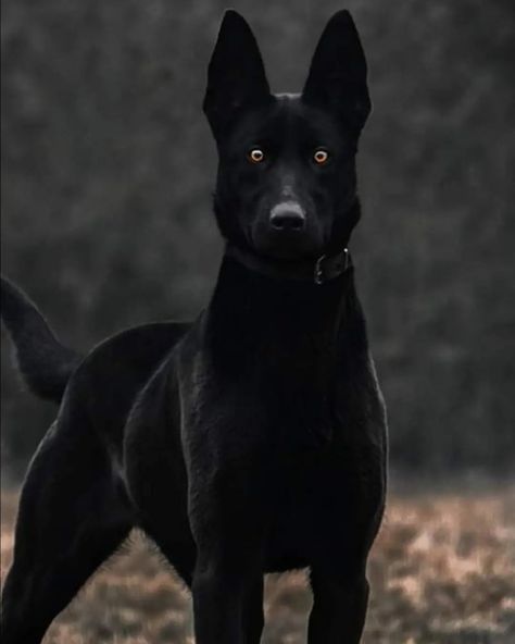 Scary German Shepherd Dogs, Belgian Shepherd Black, Belgian Malinois Scary, Black Malinois Dog, Belgian Malinois Aesthetic, Black Malinois, German Malinois, Large Black Dog, Black Belgian Malinois