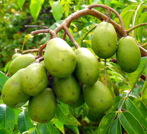 Vietnamese Fruits You Should Try When in Vietnam | i Tour Vietnam Blogs Prune Fruit, Fruit Health Benefits, Vietnam Travel Guide, Mexico Food, Yellow Fruit, Berry Fruit, Green Fruit, Small White Flowers, Exotic Fruit