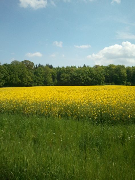 This is a typical german Scenery if you drive out of the Town. Most Landscapes in Germany are pretty beautiful in Summer. You can see a Field of Canola on the Photo above with a small Forest in the Background. Again... this is a pretty typical Scenery if you leave a german City and if… German Country, German Landscape, German City, Small Forest, Yellow Aesthetic, A Typical, Country Road, Beautiful Scenery, In Summer