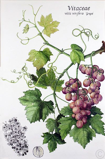 Vines Grape Drawing, Vine Drawing, Grape Painting, Fruits Drawing, Vine Tattoos, Drawing Simple, Vine Leaves, Leaf Drawing, Fruit Painting