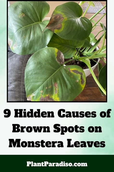 Hidden Causes of Brown Spots Brown Spots On Plant Leaves, Brown Spots On Monstera Leaves, Monstera Leaves Turning Yellow, Monstera Plant Care, Mini Monstera, Thai Constellation, Swiss Cheese Plant, Indoor Plant Care, Low Light Plants