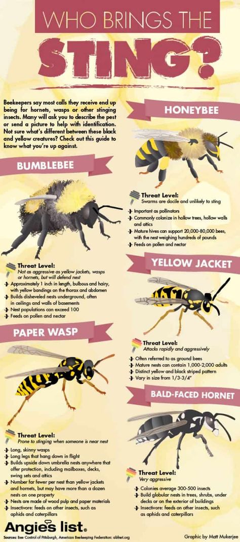 Bees vs. Wasps: Who Brings The Sting? Bumblebees, honeybees, yellow jackets, wasps and hornets -find out their characteristics, which one carries the most sting, plus other fun facts. Different Types Of Bees, Types Of Bees, Bees And Wasps, Bee Keeper, Bee Sting, The Sting, Bee Friendly, Busy Bee, Bees Knees