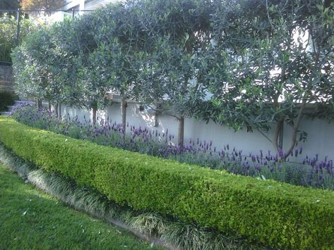 Screening the Neighbours | The Quarter Acre Blog Olive Tree Garden, Olivier En Pot, Olive Trees Garden, Garden Hedges, Garden Border, Tree Garden, Garden Screening, Garden Shrubs, Evergreen Plants