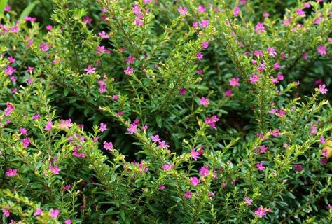 Mexican Heather Plant, Florida Perennials, Heather Ideas, Mexican Heather, Florida Flowers, Creeping Vines, Heather Plant, Florida Landscaping, Florida Plants