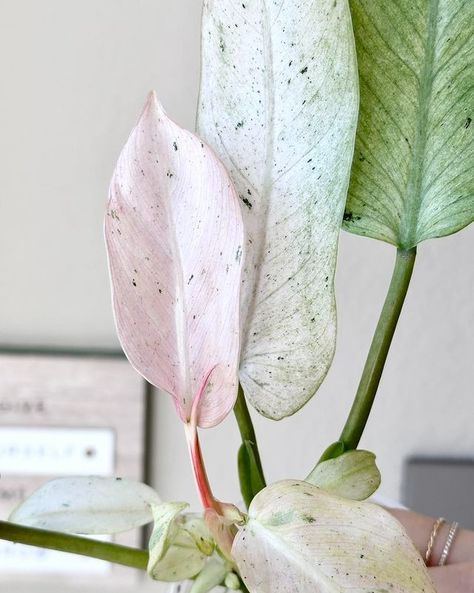 Winnie ❤︎ | Late to #onwednesdaysweplantpink but I brought the trio! Whipple Way never ceases to amaze me. I’m still (and probably will for a long... | Instagram Philodendron Whipple Way, Water Propagation, Plant Goals, Plant Journal, Plant Propagation, February 9, Propagating Plants, Plant Collection, Variety Pack